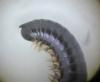 Cylindroiulus sp.